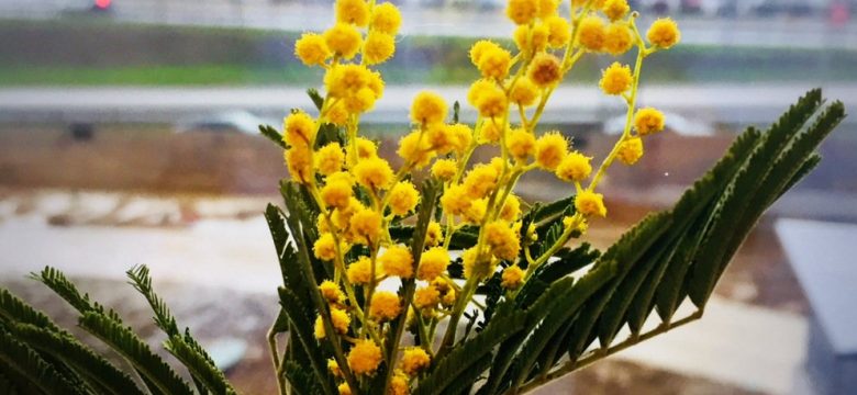  Mimoza çiçeği anlamı ve hikayesi hakkında her şey