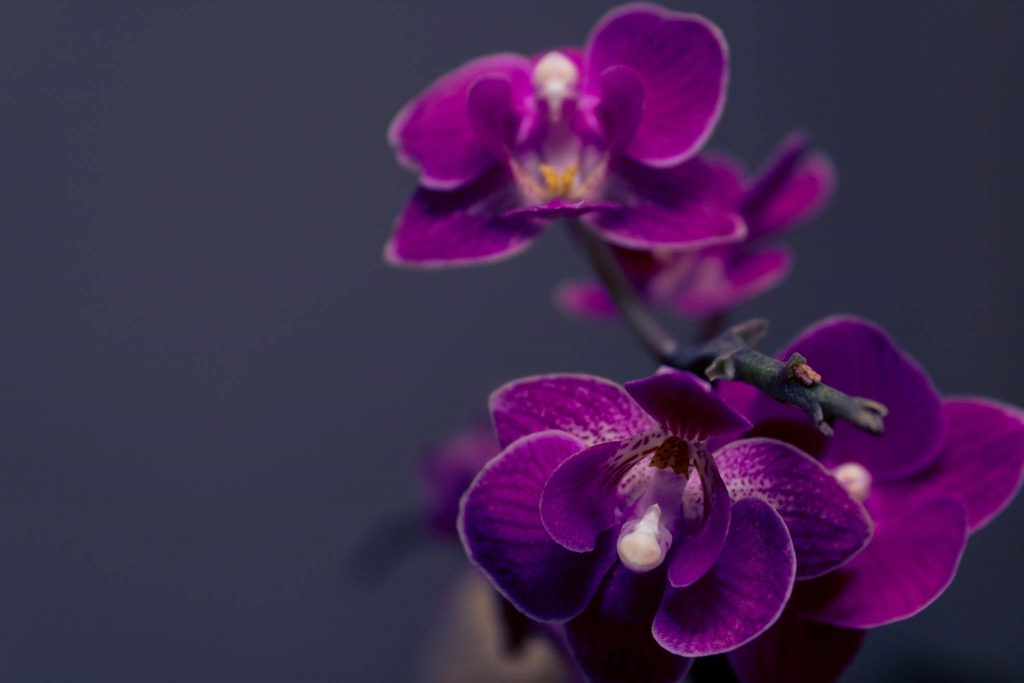 mor orkide