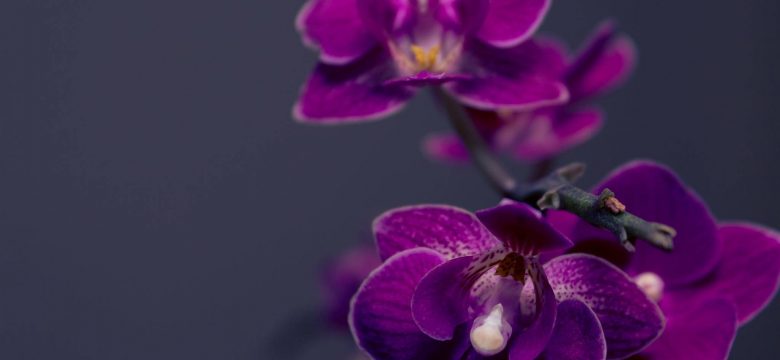 En güzel çiçekler içinde olan mor orkide bakımı ve anlamı