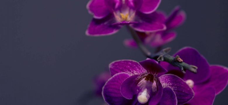 Unutma Beni Çiçeği Anlamı Efsanevi Hikayesi