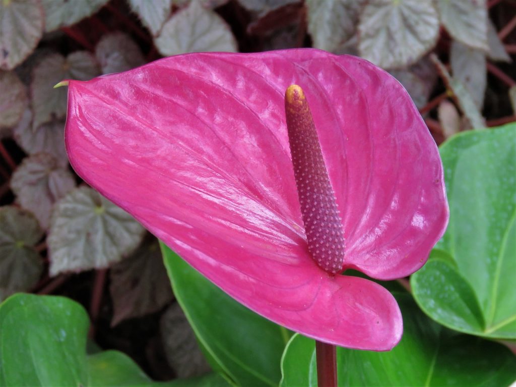 Anatoryum çiçeği