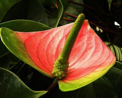 Efsanevi Özellikleriyle ve Anlamlarıyla Kazablanka çiçeği