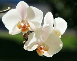 Beyaz Orkide Çiçeği Ne Anlama Geliyor?
