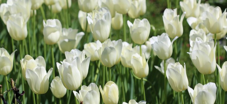 Beyaz lale çiçeği anlamı ve bakımı