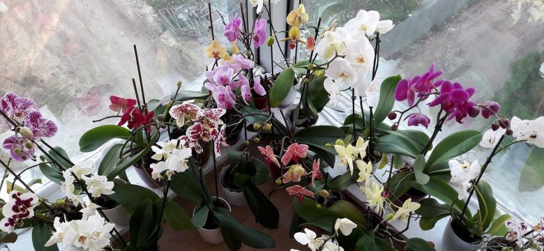 Zarafet dolu orkide sahipleri buraya Canlı orkide bakımı ve anlamı