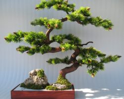 Bonsai Ağacı Nedir ve Bakımı nasıl yapılır?