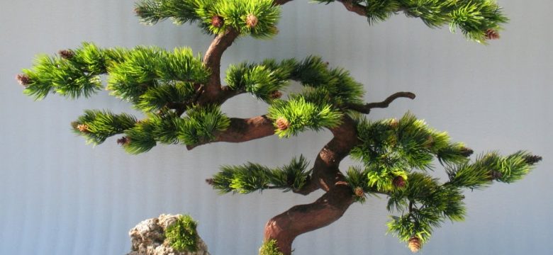 Bonsai Ağacı Nedir ve Bakımı nasıl yapılır?