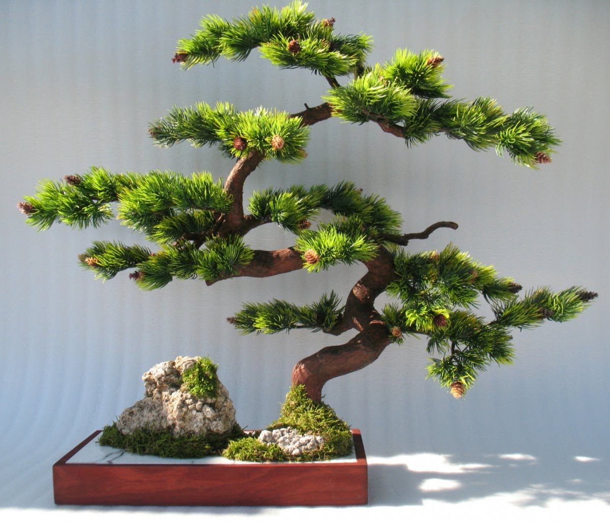 bonsai ağacı hakkında