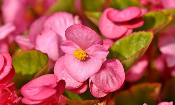 Rengarenk Açelya Çiçeği Anlamı ve Bakımı