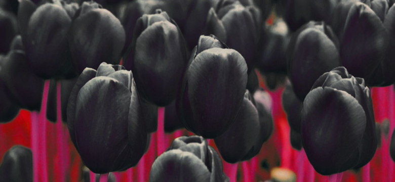 Türkiye’nin Milli Çiçeği Siyah Lale