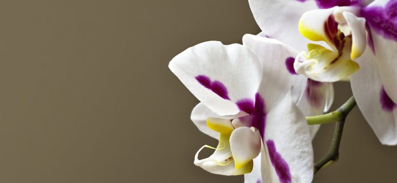 Orkide Anlamı: Egzotik ve Zarif Çiçeklerin Anlattıkları Nedir?