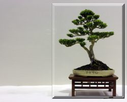 Bonsai Ağacı Bakımı: Minyatür Bir Ağaç Nasıl Büyütülür?