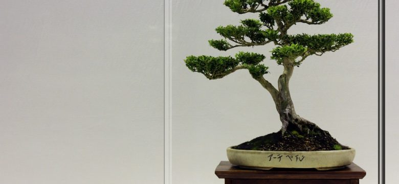 Bonsai Ağacı Bakımı: Minyatür Bir Ağaç Nasıl Büyütülür?