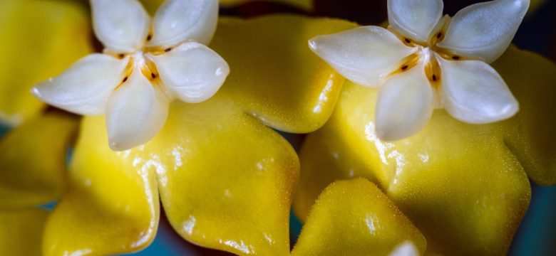 Hoya Carnosa Bakımı: Mum Çiçeğinin Sırları Nelerdir?