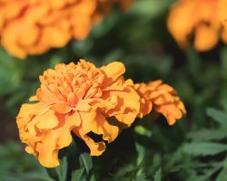 Karanfil Bakımı: Baharatlı ve Hoş Kokulu Çiçekleri Nasıl Yetiştirirsiniz?