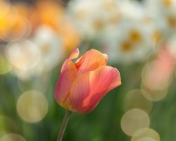 Şebboy Çiçeği Bakımında Yapılan En Sık Hatalar Nelerdir?