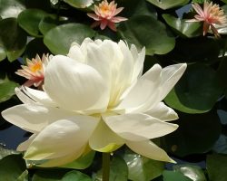Lotus Çiçeği Nasıl Daha Zarif Olur?