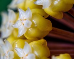 Hoya Carnosa Çiçeği Nasıl Kurutulur?