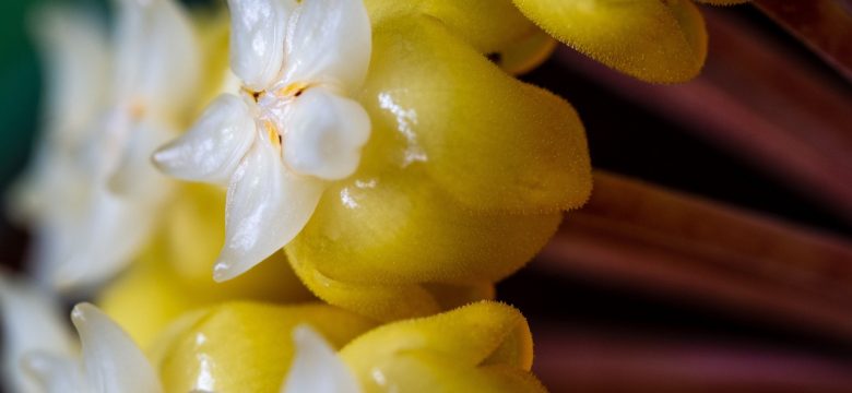 Hoya Carnosa Çiçeği Nasıl Kurutulur?