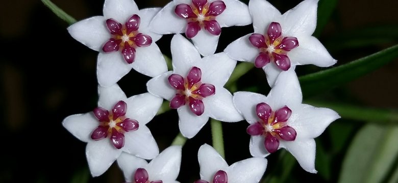 Hoya Carnosa Çiçeği Nasıl Koklandırılır?