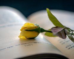 Leylak Çiçeği Anlamı: Kokulu ve Mor Çiçeklerin Anlattıkları Nedir?