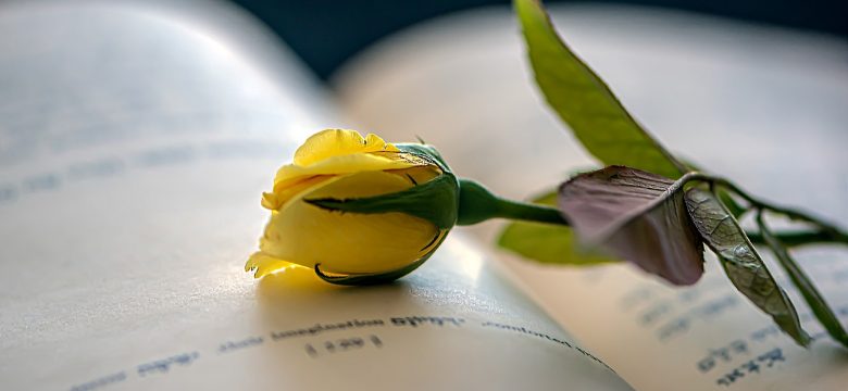 Leylak Çiçeği Anlamı: Kokulu ve Mor Çiçeklerin Anlattıkları Nedir?