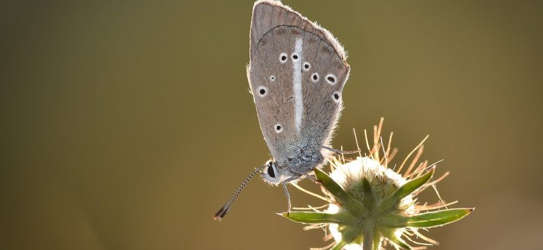 Menekşe Çiçeği Bakımında Yapılan En Sık Hatalar Nelerdir?