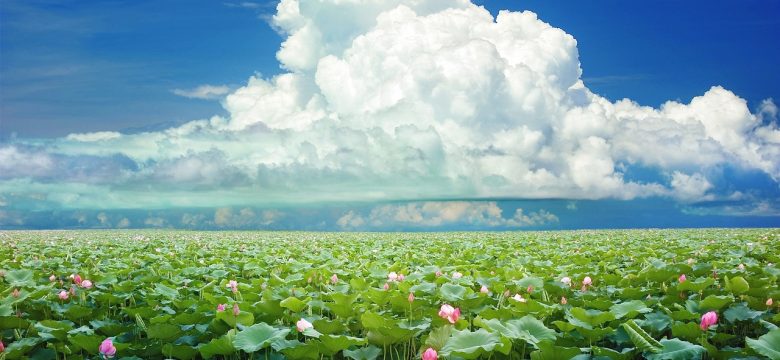 Lotus Çiçeği Anlamı: Su Üzerinde Açan Çiçeklerin Mesajı Nedir?