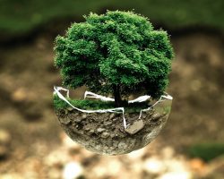 Bonsai Ağacı Nasıl Daha Uzun Süre Yaşar?