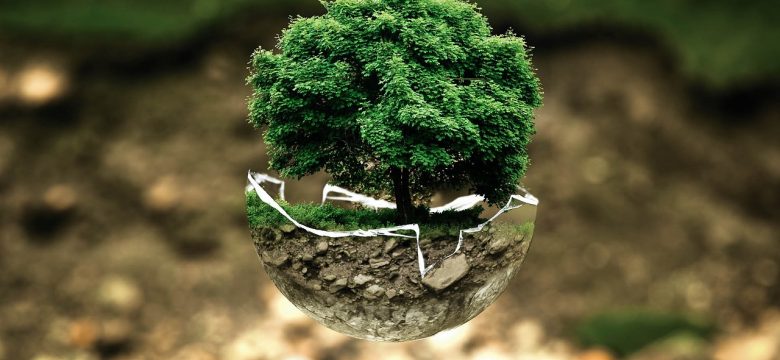 Bonsai Ağacı Nasıl Daha Uzun Süre Yaşar?
