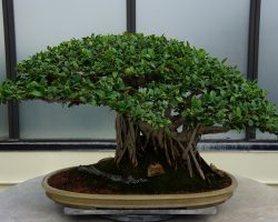 Bonsai Ağacı Budama Teknikleri Nelerdir?
