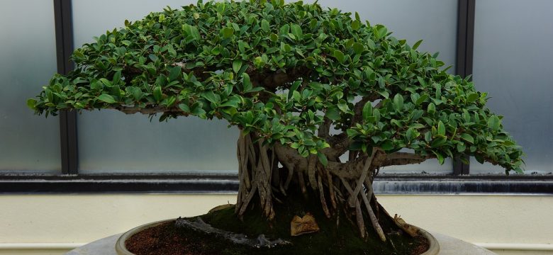 Bonsai Ağacı Budama Teknikleri Nelerdir?